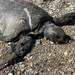 photo of Green Sea Turtle (Chelonia mydas)