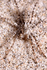 Pardosa valens