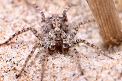 Pardosa valens