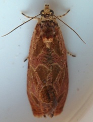 Olethreutes nitidana