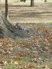 Sciurus carolinensis