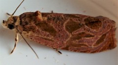 Olethreutes nitidana