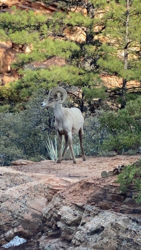iNaturalist observation 2021-03-13
