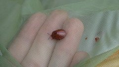 Chelymorpha variolosa