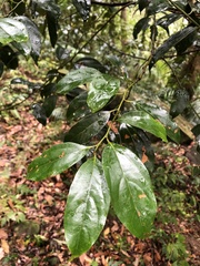 Cryptocarya chinensis