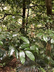 Cryptocarya chinensis