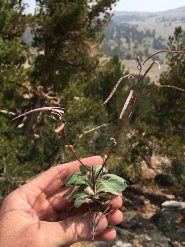 Image of Yosemitea repanda by (c) Martin Purdy, some rights reserved (CC BY)