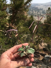 Yosemitea repanda