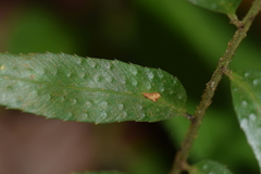 Phanerophlebia