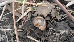 Webbhelix multilineata