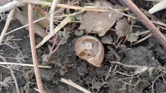 Webbhelix multilineata