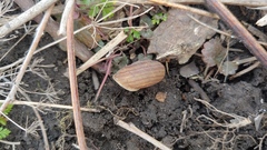 Webbhelix multilineata