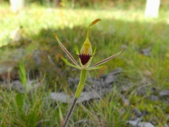 Caladenia dilatata
