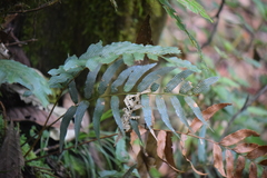 Phanerophlebia