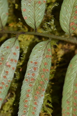 Phanerophlebia