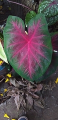 Caladium bicolor