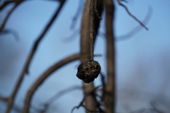 Callirhytis quercuscornigera