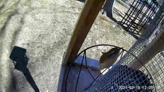 Thryothorus ludovicianus