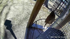 Thryothorus ludovicianus