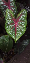 Caladium bicolor