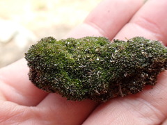 Grimmia alpestris