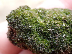 Grimmia alpestris