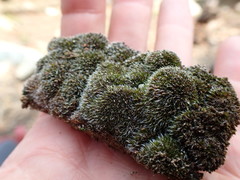 Grimmia nevadensis