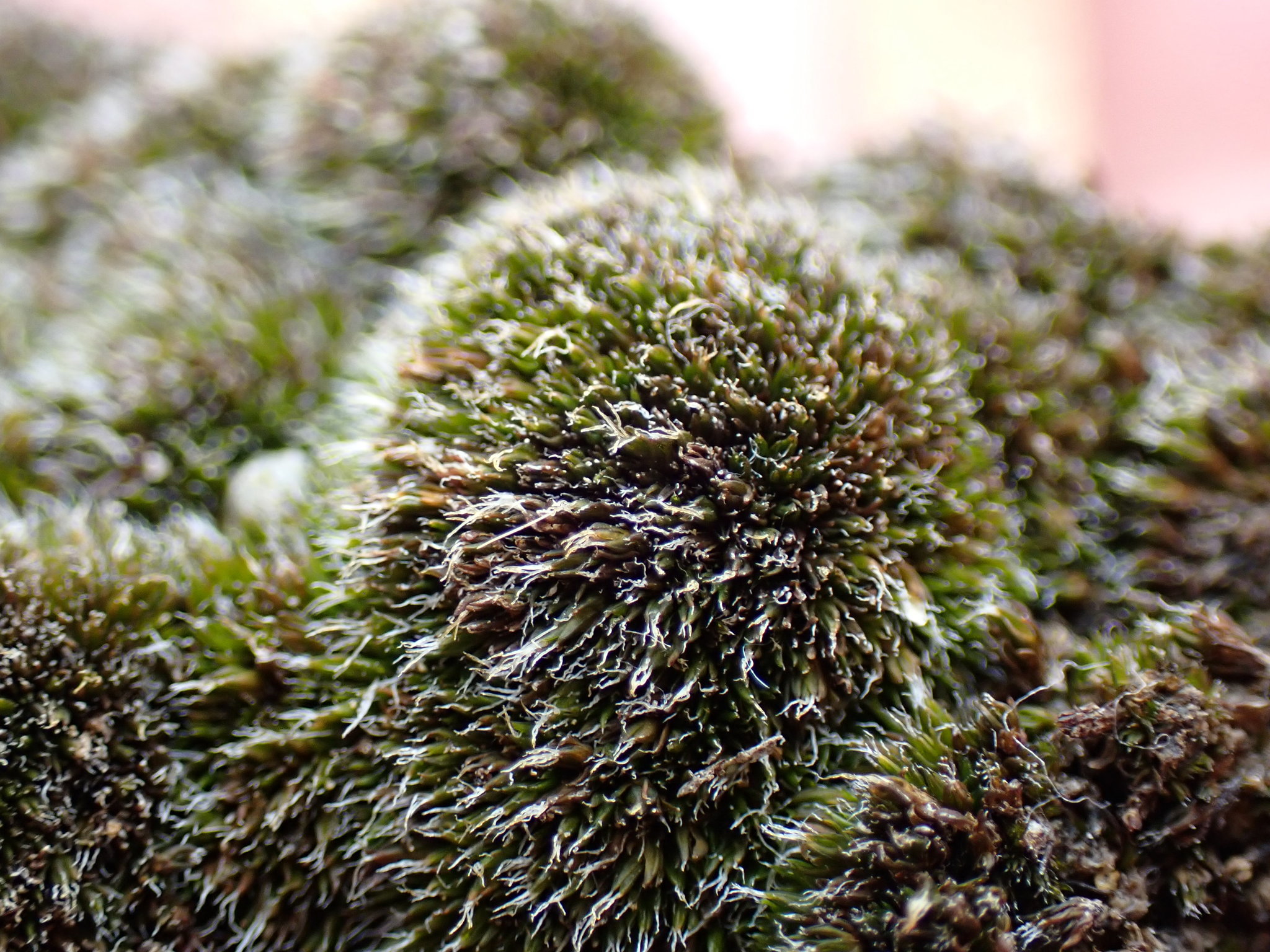 Grimmia nevadensis