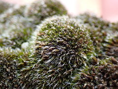 Grimmia nevadensis