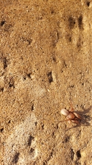 Myrmekiaphila comstocki