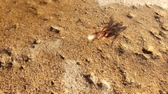 Myrmekiaphila comstocki