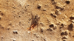 Myrmekiaphila comstocki