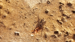 Myrmekiaphila comstocki
