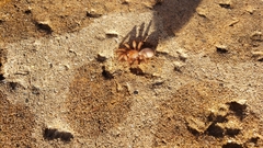 Myrmekiaphila comstocki