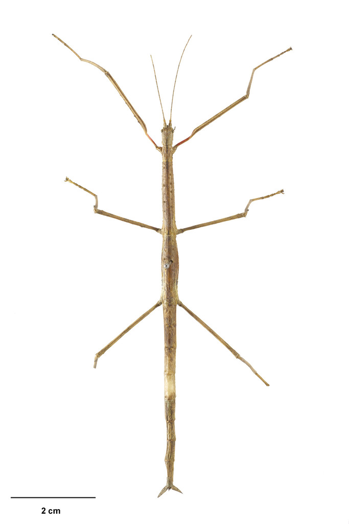 Smooth Stick Insect