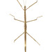 Smooth Stick Insect - Photo (c) Museum of New Zealand Te Papa Tongarewa
, some rights reserved (CC BY)