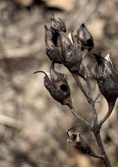 Pyrrhia aurantiago