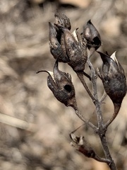 Pyrrhia aurantiago