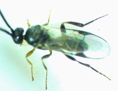 Pholetesor