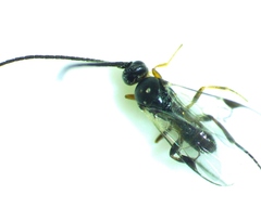 Pholetesor