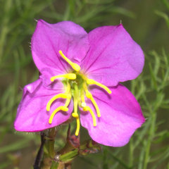 Rhexia mariana ventricosa