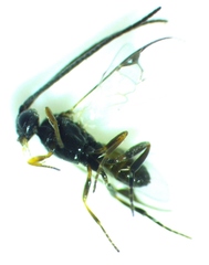 Pholetesor