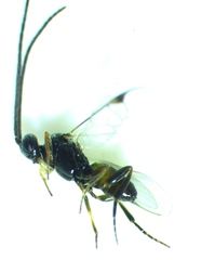 Pholetesor