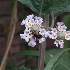 Horciasinus argentinus