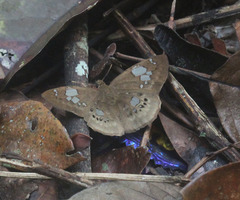 Coladenia hoenei