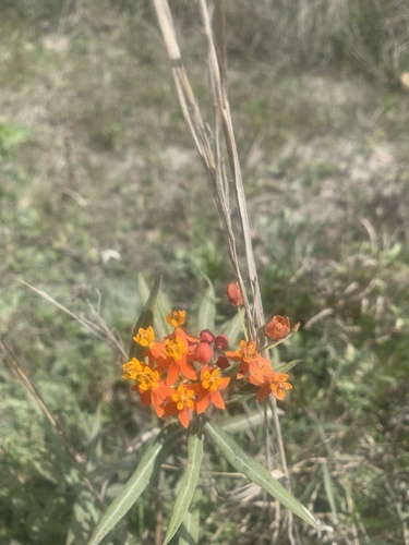 Asclepias curassavica image
