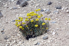 Eriogonum alexanderae
