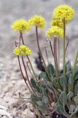Eriogonum alexanderae