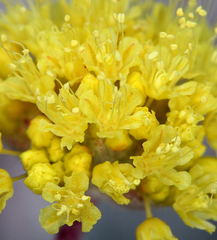 Eriogonum alexanderae
