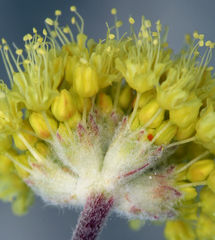 Eriogonum alexanderae
